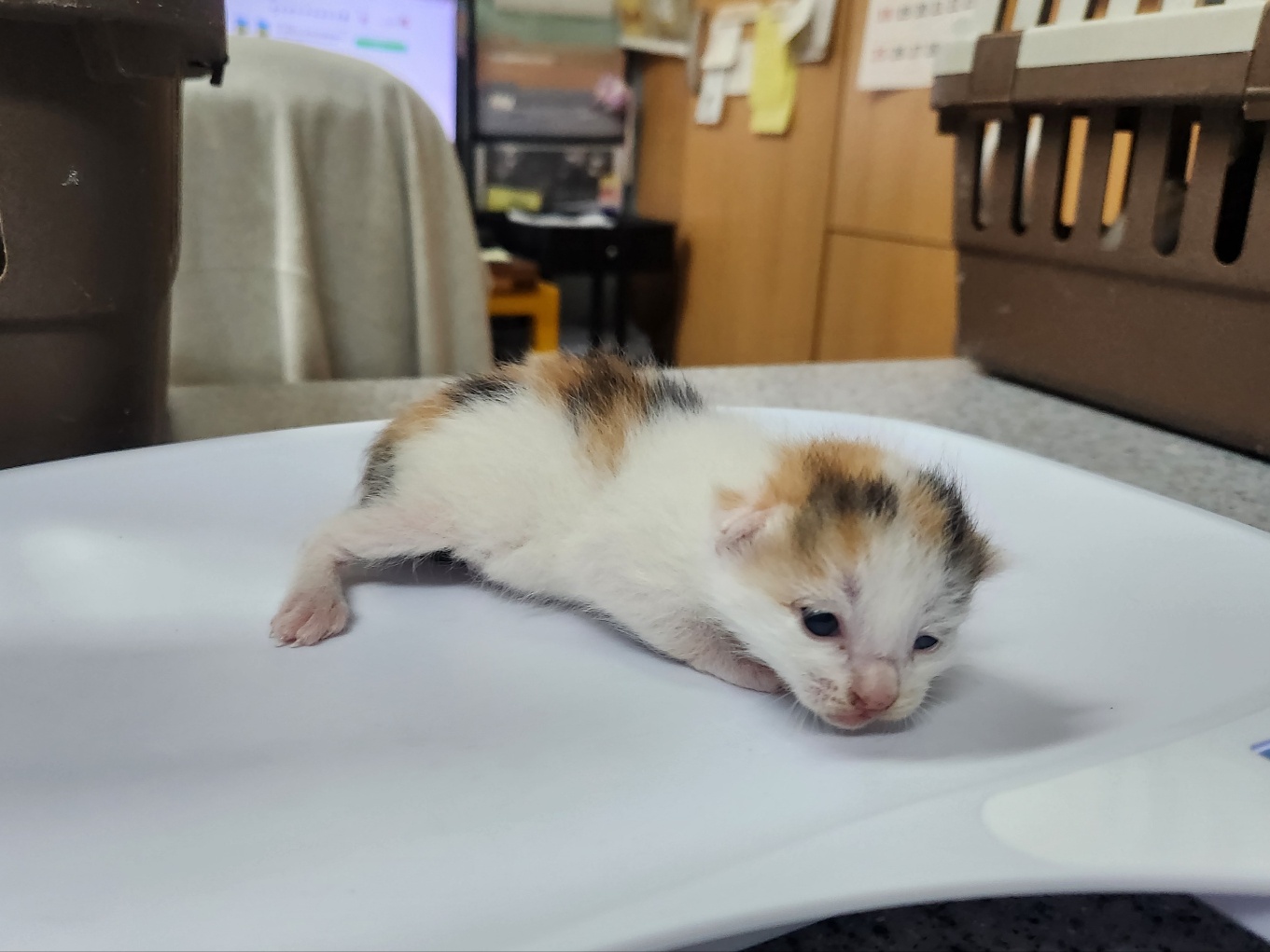 한국 고양이 이미지 파일 입니다.